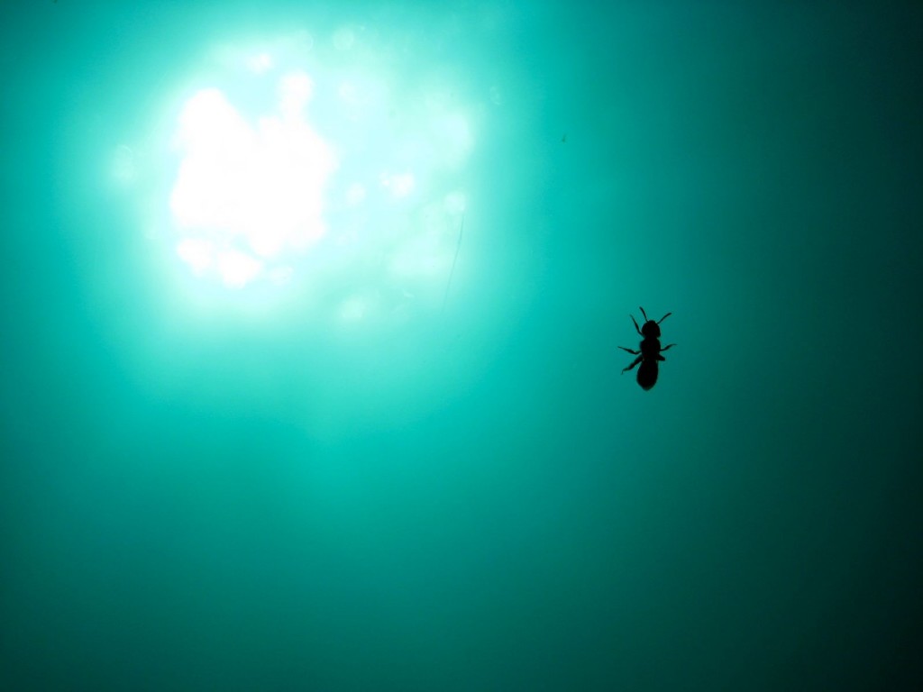 What to do if a bee hitches a ride in your submersible