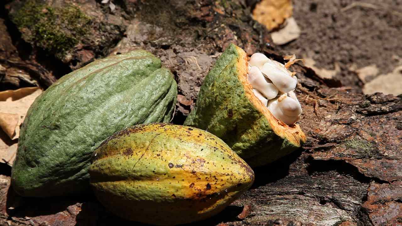 Climate Reality Project Mexican Cacao Foundation Cover Image